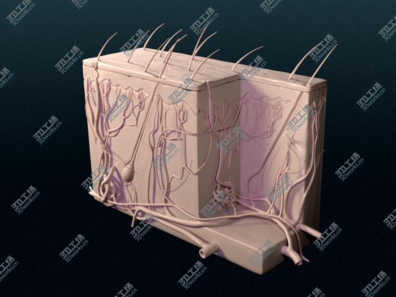 images/goods_img/2021040234/Skin Cutaneous Receptors V2/2.jpg